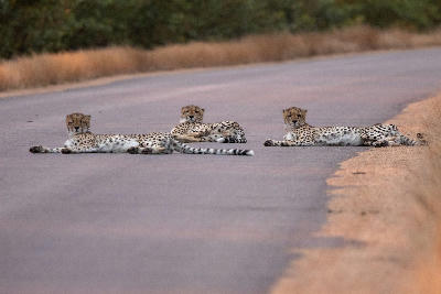 Three cheetahs lying on a tar road near Crocodile Bridge in Kruger National Park, Mpumalanga, South Africa.
