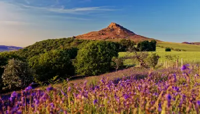 Purple bluebells in the foreground with woodland, green fields and the distinctive asymmetric summit of Roseberry Topping in North Yorkshire, England.