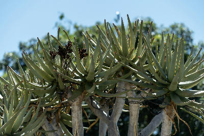 Detail of branching quiver tree trunks and thick aloe leaves against a blue sky in Namibia.