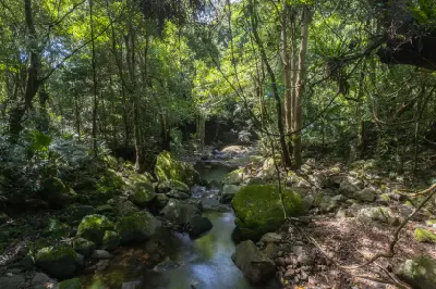 Shaded rainforest creek flowing between moss-covered boulders beneath dense subtropical vegetation in Minnamurra Rainforest.