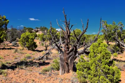 Weathered dead juniper surrounded by living junipers and dry desert vegetation beneath a deep blue sky in Escalante Petrified Forest State Park.