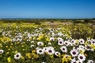 Field of white, yellow and purple wildflowers blooming across Postberg Wildflower Reserve in West Coast National Park, South Africa.