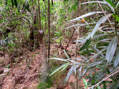 Dense rainforest vegetation and narrow jungle terrain within Ranomafana National Park in eastern Madagascar
