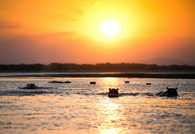 Hippos in the Rufiji River at sunset in Nyerere National Park, Tanzania.
