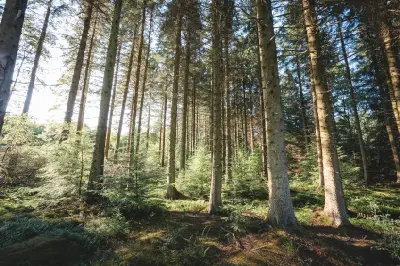 Sunlit conifer woodland near Mathews Lin in Kielder Forest, Northumberland, with tall tree trunks, mossy ground and dense green undergrowth.