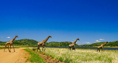 Giraffes crossing grassland near a dam in Pilanesberg National Park, North West Province, South Africa, with green volcanic hills in the background.