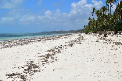 White sand beach, turquoise Indian Ocean and palm-lined shoreline at Paje Beach, Zanzibar, Tanzania.