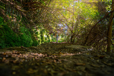 Backpacker hiking beneath arching trees on the Levada do Caldeirão Verde trail in Madeira Island, Portugal.