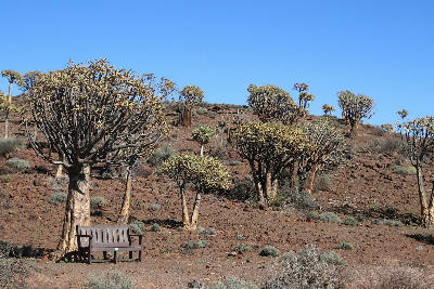 Quiver trees growing across a dry rocky hillside beneath a clear blue sky in Namibia.