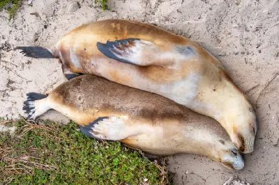 Overhead view of two Australian sea lions resting closely together on the sandy shore at Seal Bay, Kangaroo Island, South Australia.