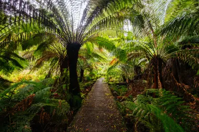 Walking path beneath large tree ferns in the rainforest surrounding Hopetoun Falls, Victoria.