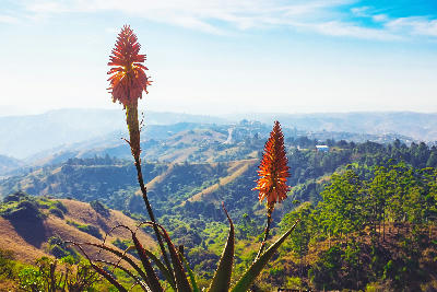 Orange aloe flower spikes in the foreground with layered green hills, valleys and scattered settlements stretching across the Valley of a Thousand Hills in KwaZulu-Natal.