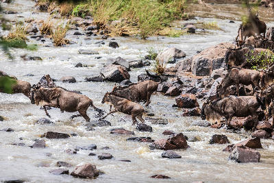 Wildebeest crossing the rocky Grumeti River during the Great Migration in the Western Serengeti, Tanzania.