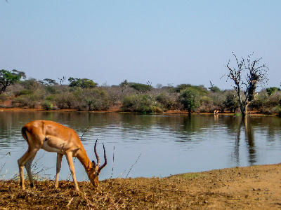 Impala ram feeding beside Sunset Dam in Kruger National Park with still water and a dead tree standing in the dam.