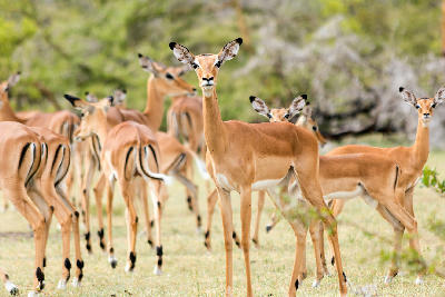 Herd of impalas standing and grazing on the Mkata Floodplain in Mikumi National Park, Tanzania.