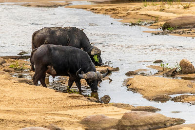 Two Cape buffalo standing in a shallow channel of the Sabie River in Kruger National Park, South Africa.