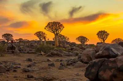 Quiver trees scattered across rocky desert ground beneath a glowing orange sunset sky in Namibia.