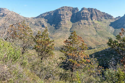 Endangered Clanwilliam cedar trees on a mountainside near Algeria in the Cederberg Mountains of South Africa.