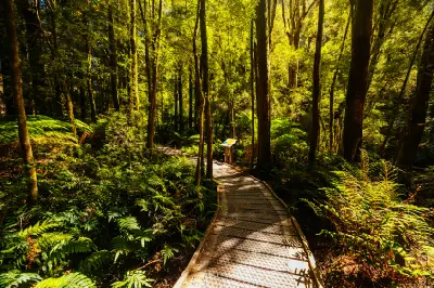 Boardwalk through fern-filled rainforest on the walking track to Nelson Falls, Tasmania.