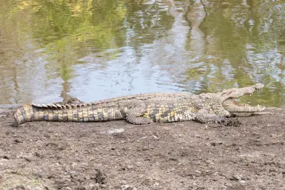 Large Nile crocodile resting on the bank of Sunset Dam in Kruger National Park.