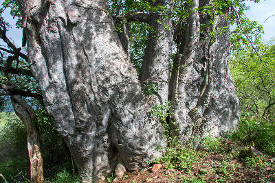 Close-up view of a massive baobab tree trunk in the Soutpansberg Valley near Louis Trichardt, Limpopo, South Africa.