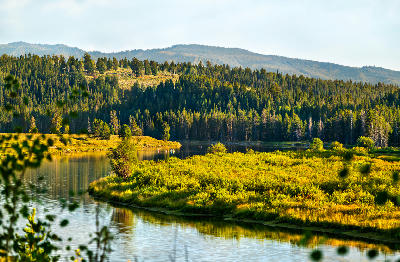 Calm section of the Snake River at Oxbow Bend with green riverbanks and forest, Grand Teton National Park, Wyoming.