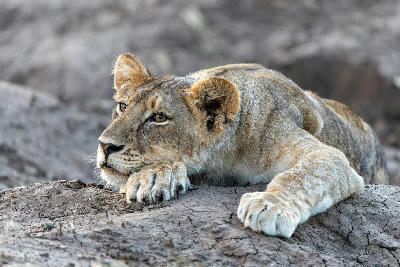 Young lion cub resting on a dry riverbank in Mashatu Game Reserve, Tuli Block, Botswana, during the late afternoon.