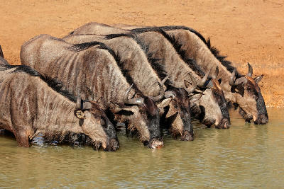 Group of blue wildebeest drinking from a waterhole in Mkuze Game Reserve.