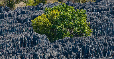 Green trees surrounded by dense limestone pinnacles in Tsingy de Bemaraha, Madagascar