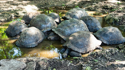Group of Aldabra giant tortoises resting in a shallow watering hole on Prison Island near Stone Town, Zanzibar.