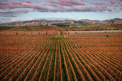 Rows of vineyards extend across gently rolling terrain near Blenheim, with low hills and dry inland ranges forming the backdrop beyond the valley floor.