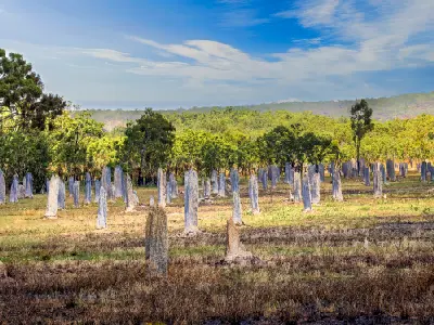 Wide field of tall, narrow magnetic termite mounds among golden grasses and eucalyptus woodland beneath a blue sky in Australia's Northern Territory.