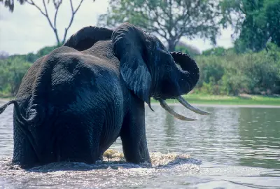 African elephant wading through the Rufiji River in Nyerere National Park, Tanzania.