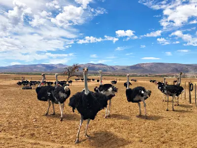 Ostrich farm landscapes near Oudtshoorn in the Klein Karoo with ostriches standing in dry paddocks beneath mountain backdrops and wide blue skies.