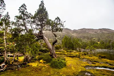Old pencil pine and alpine vegetation beside the Pool of Bethesda in Walls of Jerusalem National Park, Tasmania.