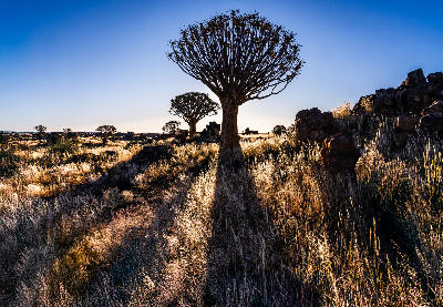 Tall quiver tree standing above dry golden grassland with long shadows in the Quiver Tree Forest of southern Namibia.