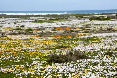 White and yellow spring wildflowers blanket the coastal plains of Postberg Wildflower Reserve beside the Atlantic Ocean in West Coast National Park.