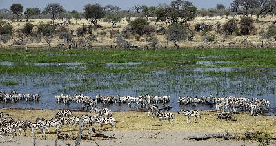 Large herd of zebras drinking at the Boteti River in Makgadikgadi Pans National Park, Botswana.