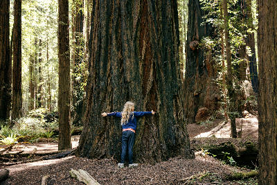 Child hugging the trunk of a giant redwood tree in the Redwood Forests of northern California.