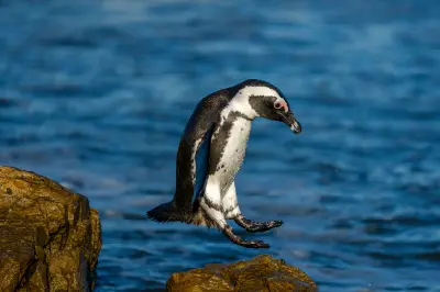 African penguin jumping between rocks at Stony Point Penguin Colony in Betty’s Bay, South Africa