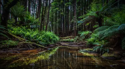 Californian redwood forest reflected in the Aire River among lush tree ferns in Great Otway National Park, Victoria.