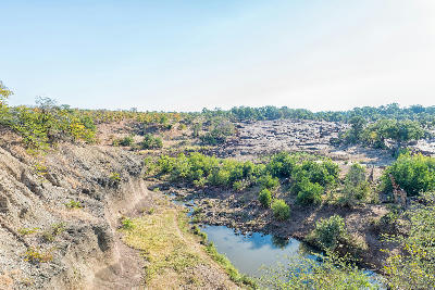Giraffes near the Shingwedzi River at Red Rocks in Kruger National Park, South Africa.