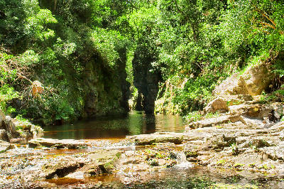 Forest-lined river pool flowing through a narrow rocky gorge along the Otter Trail in Tsitsikamma National Park, South Africa.