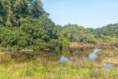 Wetlands and estuarine vegetation along the Groot River Estuary in Nature's Valley on the Garden Route.