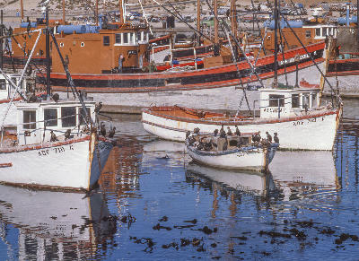Traditional fishing boats moored in Lambert's Bay Harbour with Cape cormorants perched on the vessels and reflections shimmering on calm harbour water.