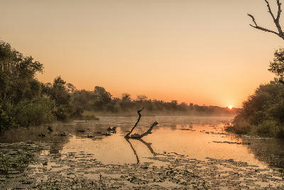 Sunrise at Lake Panic in Kruger National Park with hippos, water lilies and a dead tree reflected in the calm water.