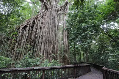 Curtain Fig Tree and its hanging aerial roots beside a winding rainforest boardwalk near Yungaburra, Queensland.