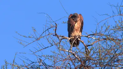 White-backed Vulture perched in an acacia tree near Kasane, Chobe National Park, Botswana.