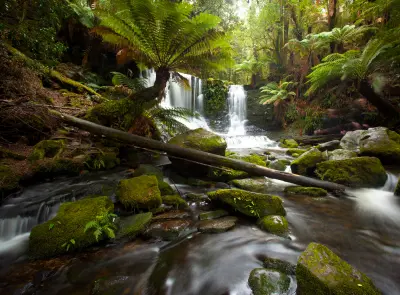 Horseshoe Falls cascading between moss-covered rocks and tree ferns in dense rainforest at Mount Field National Park, Tasmania.