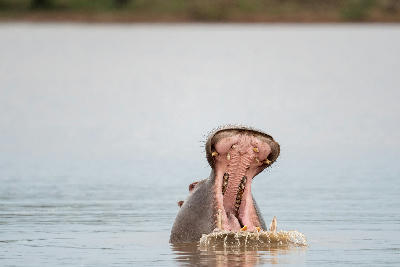 Yawning hippopotamus partially submerged in Sunset Dam in Kruger National Park.